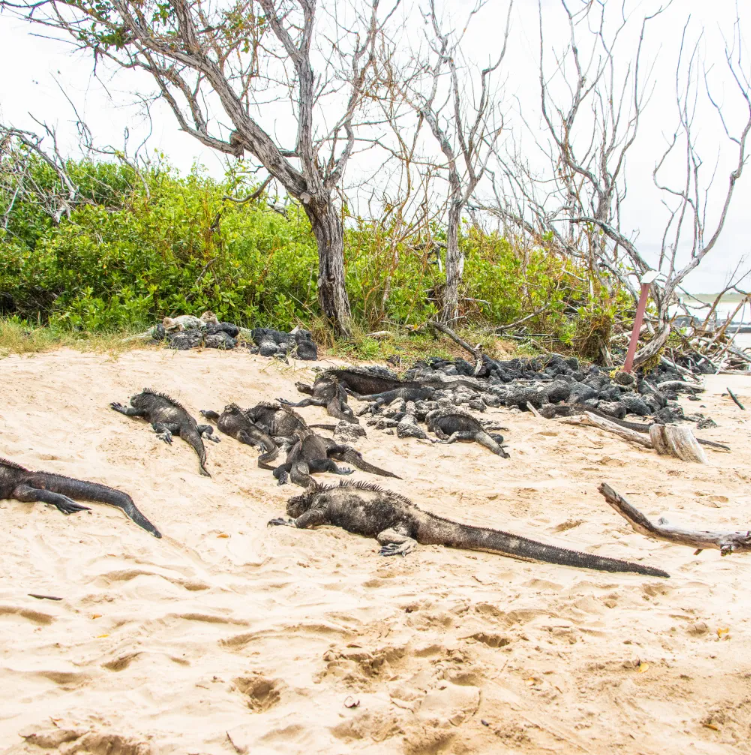 Far from everything but closer to what matters 'Iguanas'
