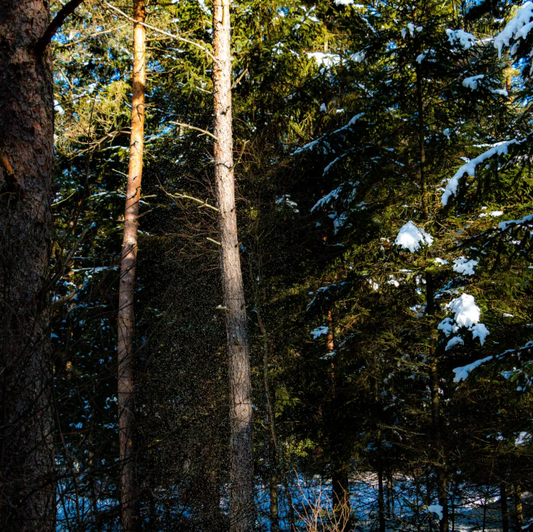 Snowdust